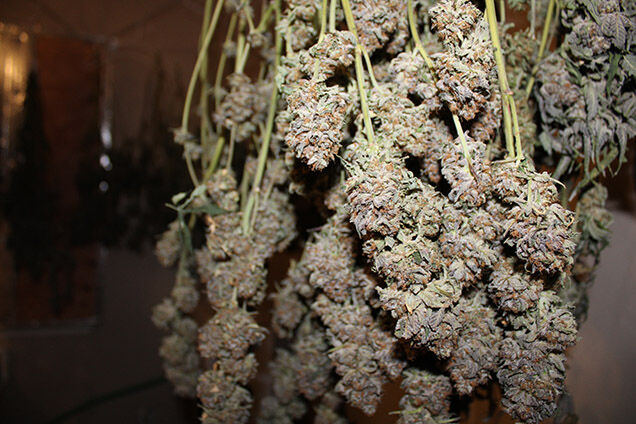Illegal marijuana grow operations dismantled